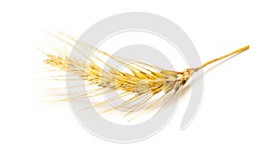 Wheat rye barley oat seeds. Whole, barley, harvest wheat sprouts. Wheat grain ear or rye spike plant isolated on white background