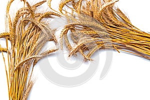 Wheat rye barley oat seeds. Whole, barley, harvest wheat sprouts. Wheat grain ear or rye spike plant isolated on white background