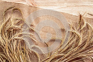 Wheat rye barley oat seeds. Whole, barley, harvest wheat sprouts. Wheat grain ear or rye spike plant on linen texture or brown