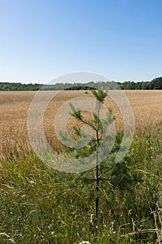 Wheat rye cereal field ready for harvest with strip of green grass and pine tree sapling