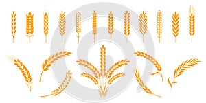 Wheat and rye ears. Barley rice grains and elements for bear logo or organic agricultural food. Vector isolated heraldic