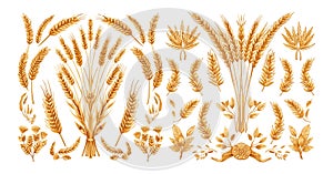 Wheat rye ears cartoon vector collection. Malt grains barley organic stems shoots food bread hops agricultural cereals