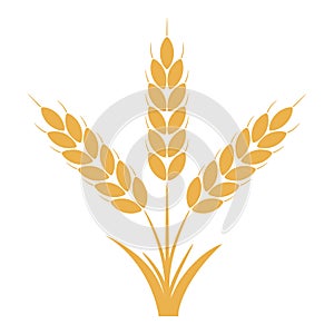 Wheat or rye ears with grains. Bunch of three yellow barley stalks. Vector.