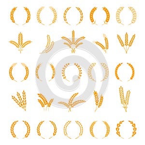 Wheat and rye ears. Harvest barley grain, growth rice stalk. Field cereal. Wreath spikes and stalks vector elements