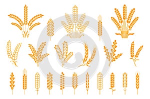 Wheat and rye ears. Oats barley rice spikes and grains, heraldic elements for beer and bread logo. Vector stalk isolated