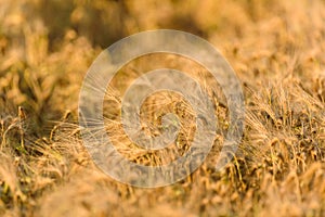 Wheat rye field