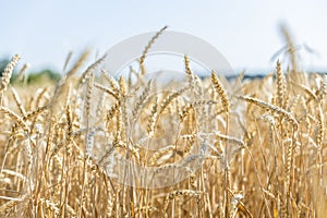 Wheat Rye Field, Ears of wheat close up. Harvest and harvesting concept. Ripe barley on the field on late summer morning time,