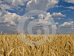 Wheat rye sky cloud