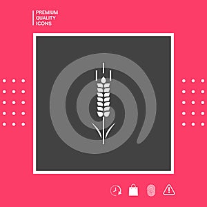 Wheat or rye spikelet symbol. Graphic elements for your design