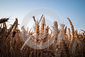 Wheat seed at the field