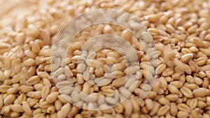Wheat seed at rotating display - steadicam close up