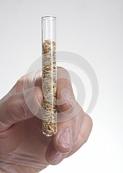 Wheat Seed In Test Tube