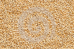 Wheat seed texture