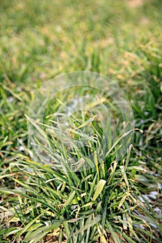 Wheat seedling after the beginning of spring