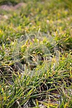 Wheat seedling after the beginning of spring