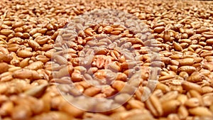 Wheat seeds