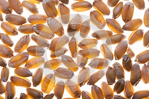 Wheat seeds