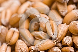 Wheat seeds