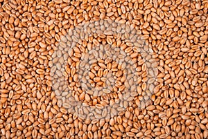 Wheat seeds background