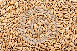 Wheat Seeds Background