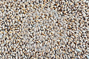 Wheat seeds background