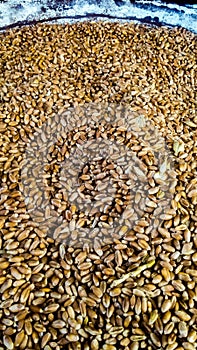 Wheat seeds