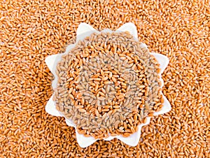 Wheat seeds cereal grain dried staple food whole common-wheat seed gandum gehoon beej graines de ble sementes de trigo photo.