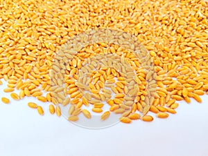 Wheat seeds cereal grain dried staple food whole common-wheat seed gandum gehoon beej graines de ble sementes de trigo photo. photo