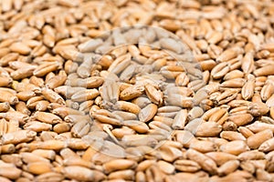 Wheat Seeds Close Up