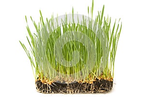 Wheat seeds with green sprouts