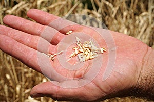 Wheat Seeds