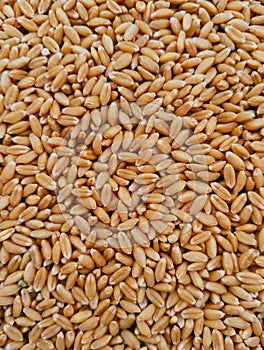 Wheat seeds pile cereal grain dried staple food whole common seed gehoon beej graines ble sementes trigo semillas trigo photo. photo