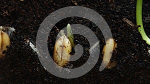 Wheat seeds planted in a row are germinating filmed in macro timelapse