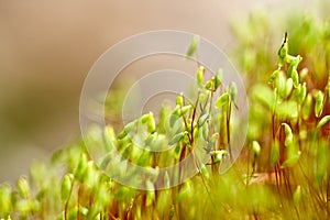 Wheat seeds sprouting