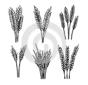 Wheat set hand drawn sketch in doodle style Vector illustration