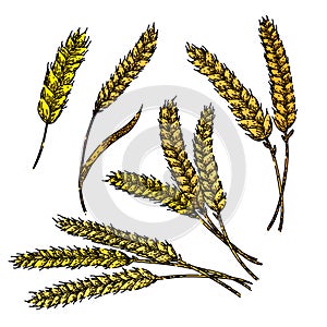 wheat set sketch hand drawn vector