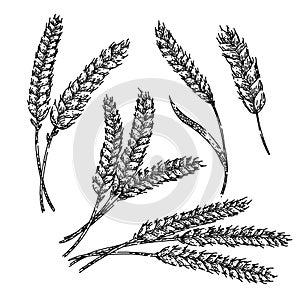 wheat set sketch hand drawn vector