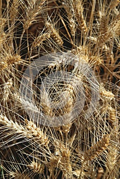 Wheat Shafts photo