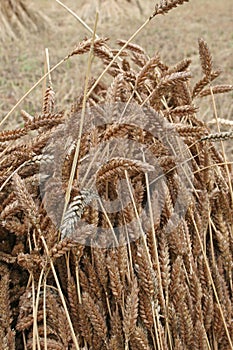 Wheat sheaf drying