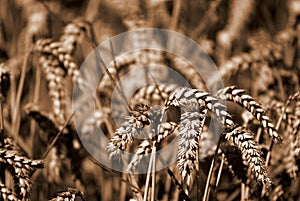 Wheat Sheafs