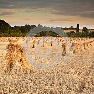 Wheat sheaves