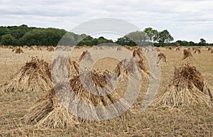 Wheat sheaves drying in a field