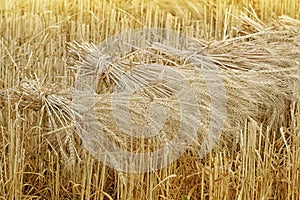 Wheat sheaves at the harvest