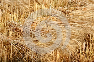 Wheat sheaves at the harvest