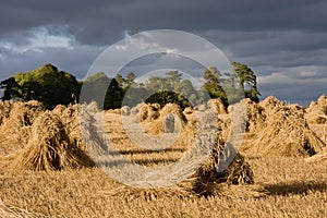 Wheat sheaves in stooks