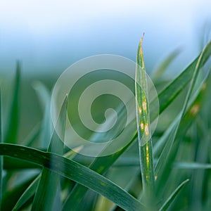 Wheat shoots with septoria. Crop loss due to plant diseases