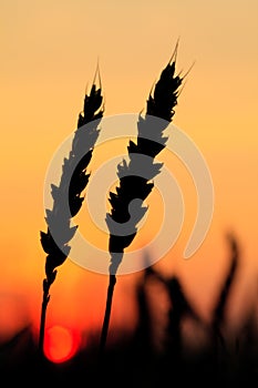 Wheat silhouette