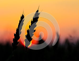 Wheat silhouette