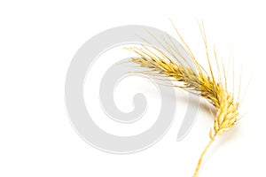 Wheat silhouette. Whole, barley, harvest wheat sprouts. Wheat grain ear or rye spike plant isolated on white background