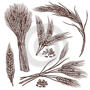 Wheat Sketch Set